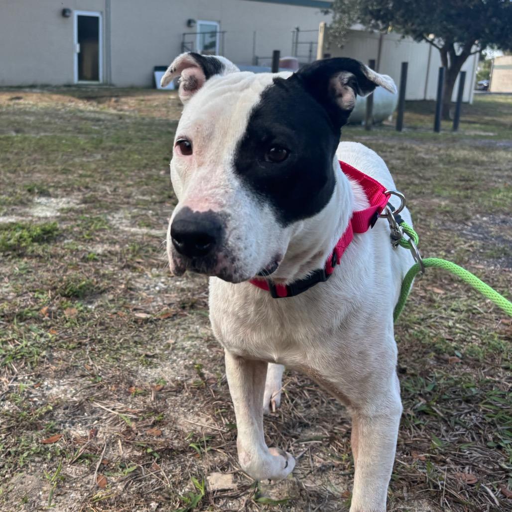 Enlarge Bloom, a Adoptable Mixed Breed in Titusville, FL image 1/2