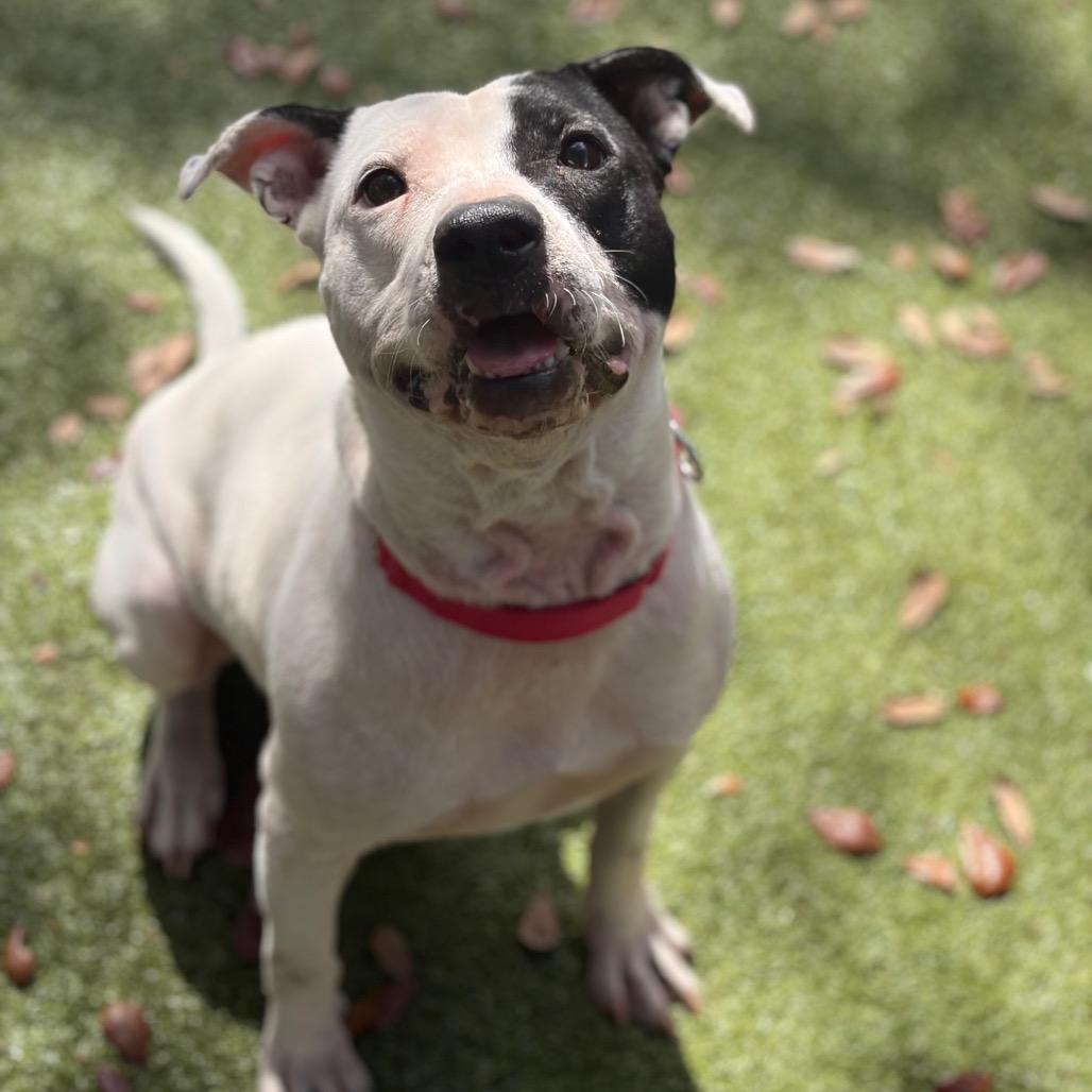 Enlarge Bloom, a Adoptable Mixed Breed in Titusville, FL image 5/6