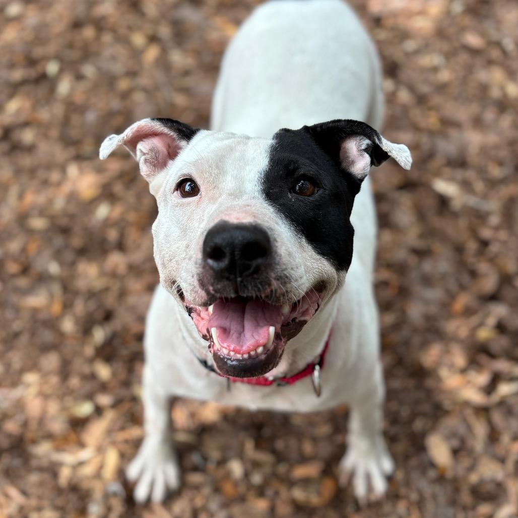 Enlarge Bloom, a Adoptable Mixed Breed in Titusville, FL image 5/6