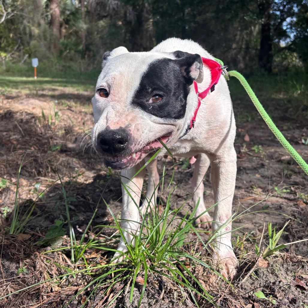 Enlarge Bloom, a Adoptable Mixed Breed in Titusville, FL image 2/2