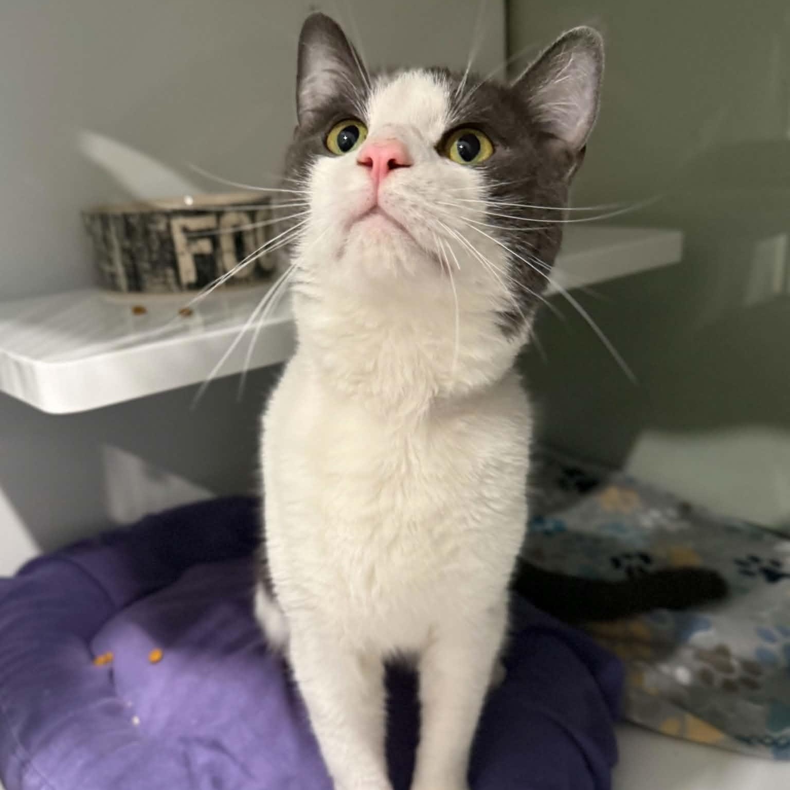 Enlarge Arlo, a Adoptable mixed breed in Penn Yan, NY image 2/5
