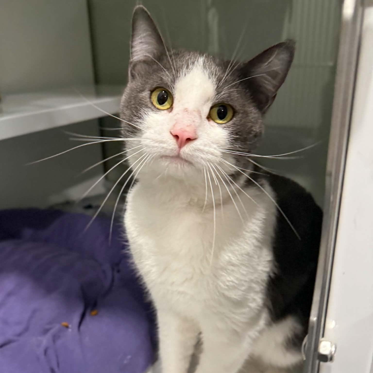 Arlo, Adoptable, Adult Male Domestic Short Hair.