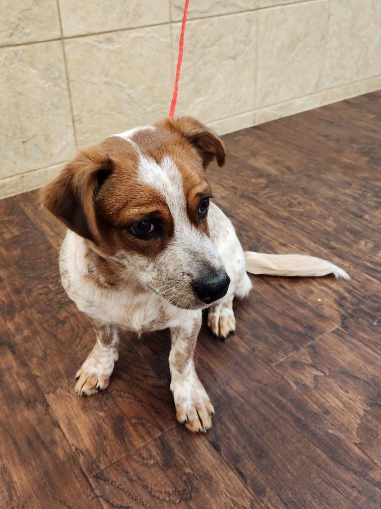 Dog  Charlie thumbnail 3