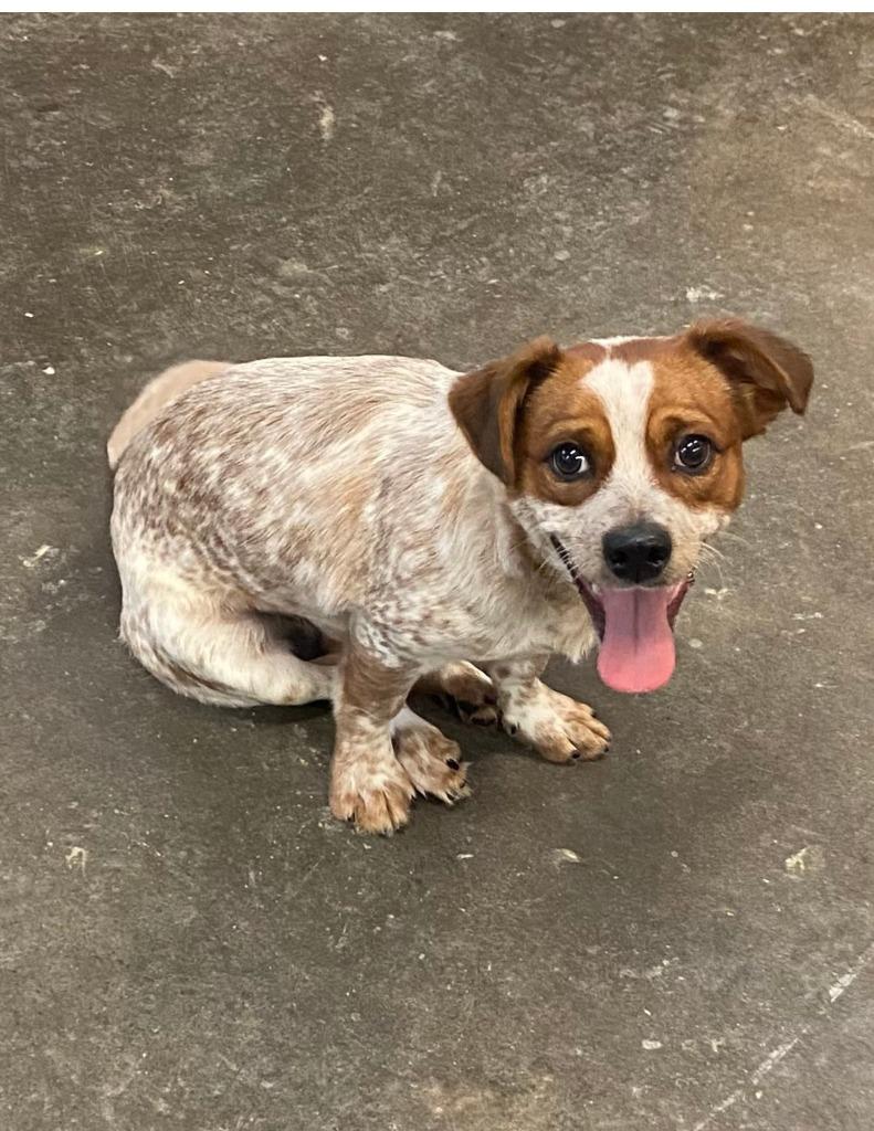 Dog  Charlie thumbnail 4