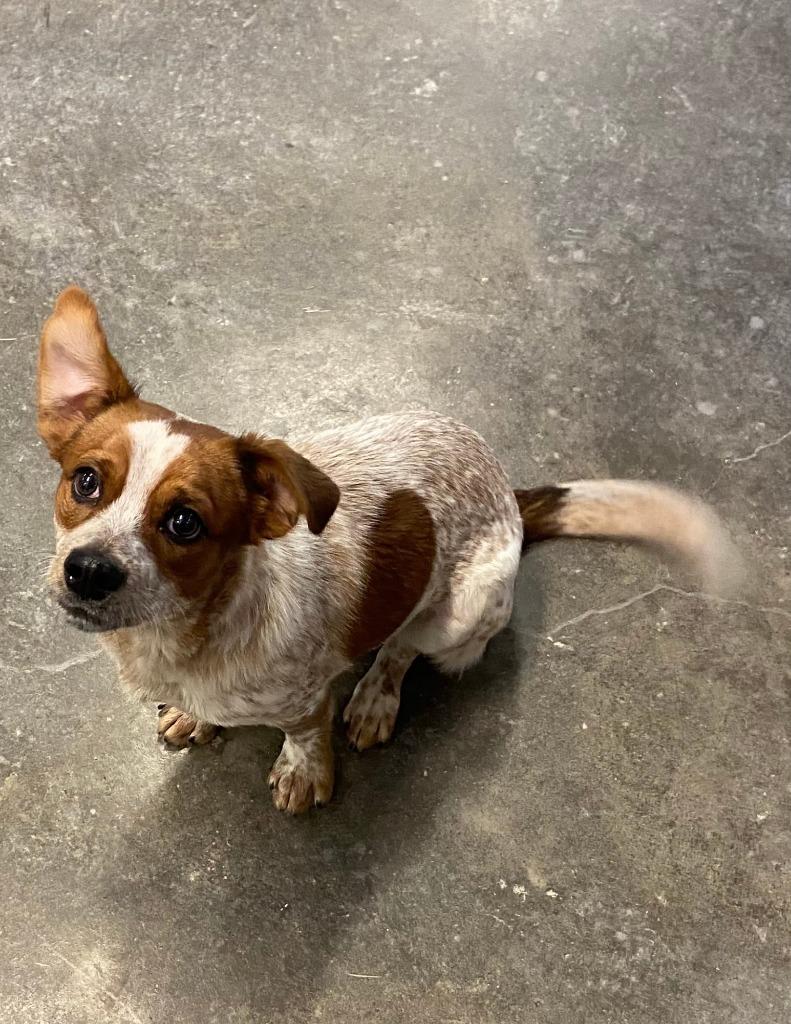 Dog  Charlie thumbnail 5