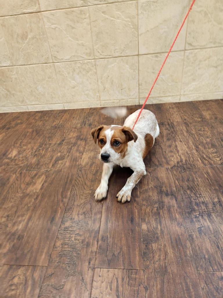 Dog  Charlie thumbnail 6