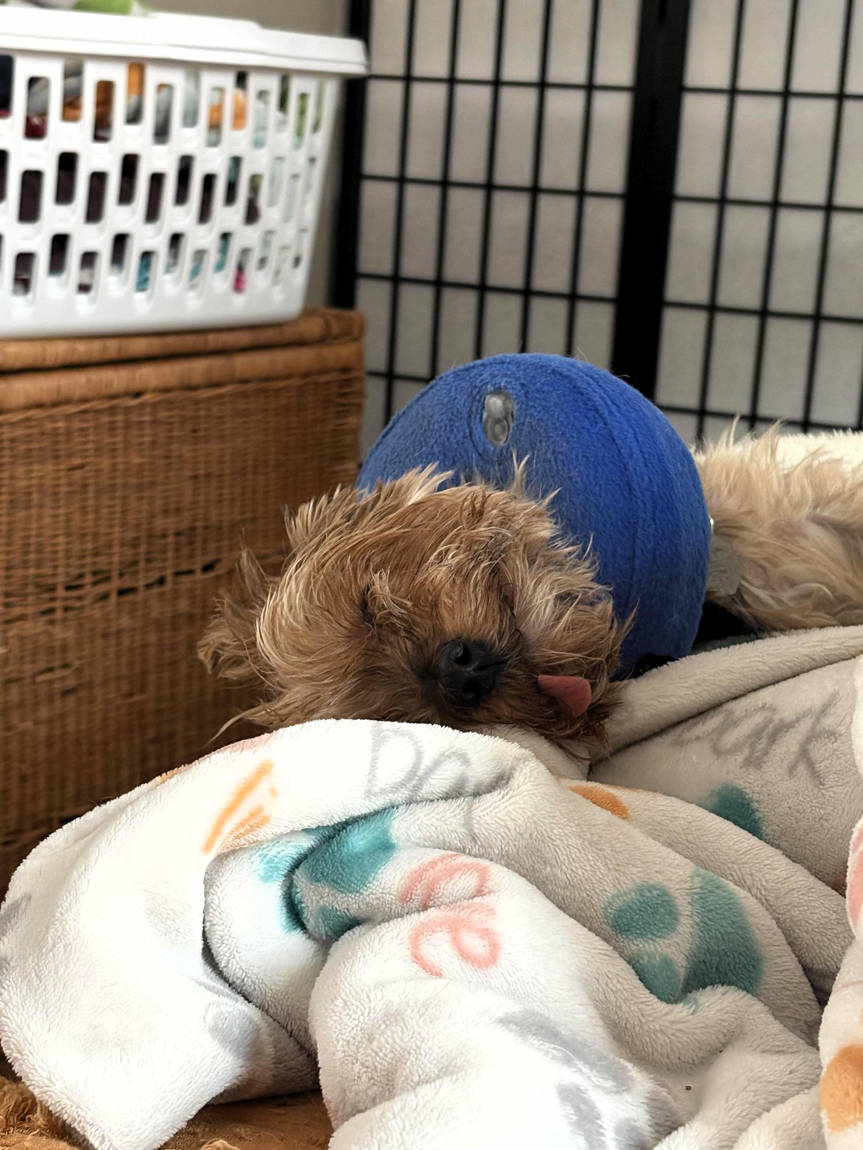 Scarlett, a ADOPTABLE Yorkshire Terrier in Salt Lake City, UT image 2/5