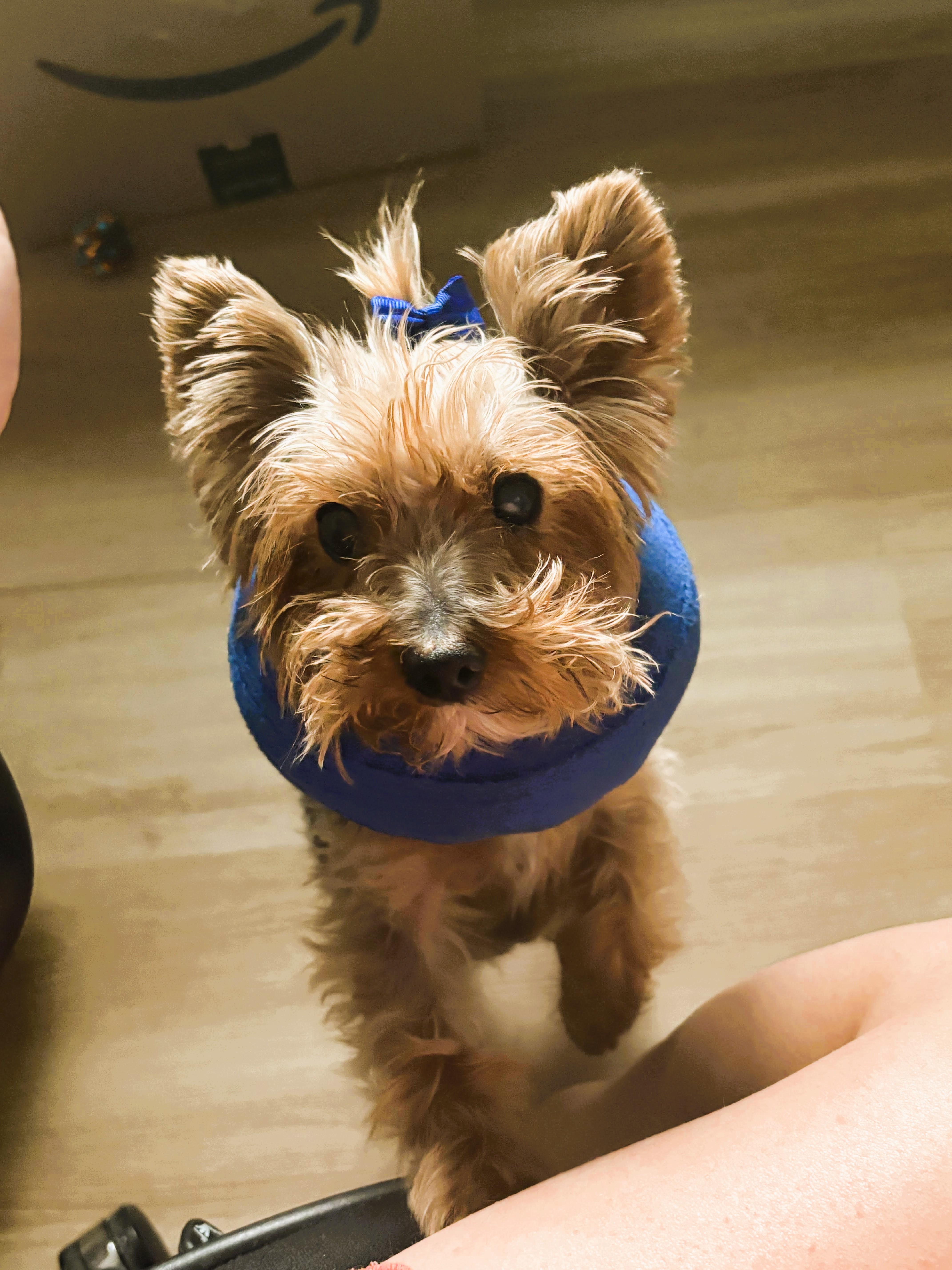 Scarlett, a ADOPTABLE Yorkshire Terrier in Salt Lake City, UT image 3/5