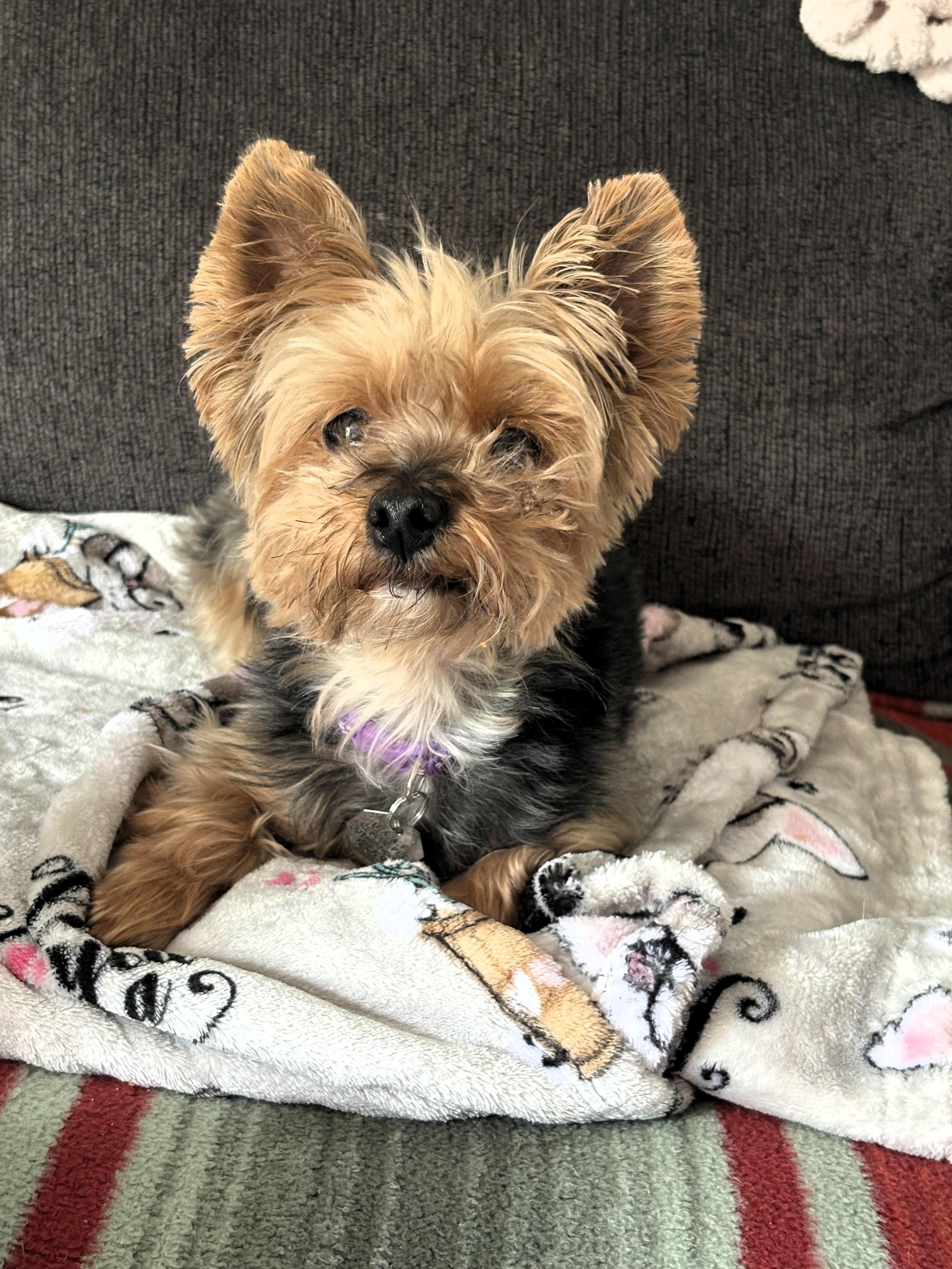 Scarlett, a ADOPTABLE Yorkshire Terrier in Salt Lake City, UT image 5/5