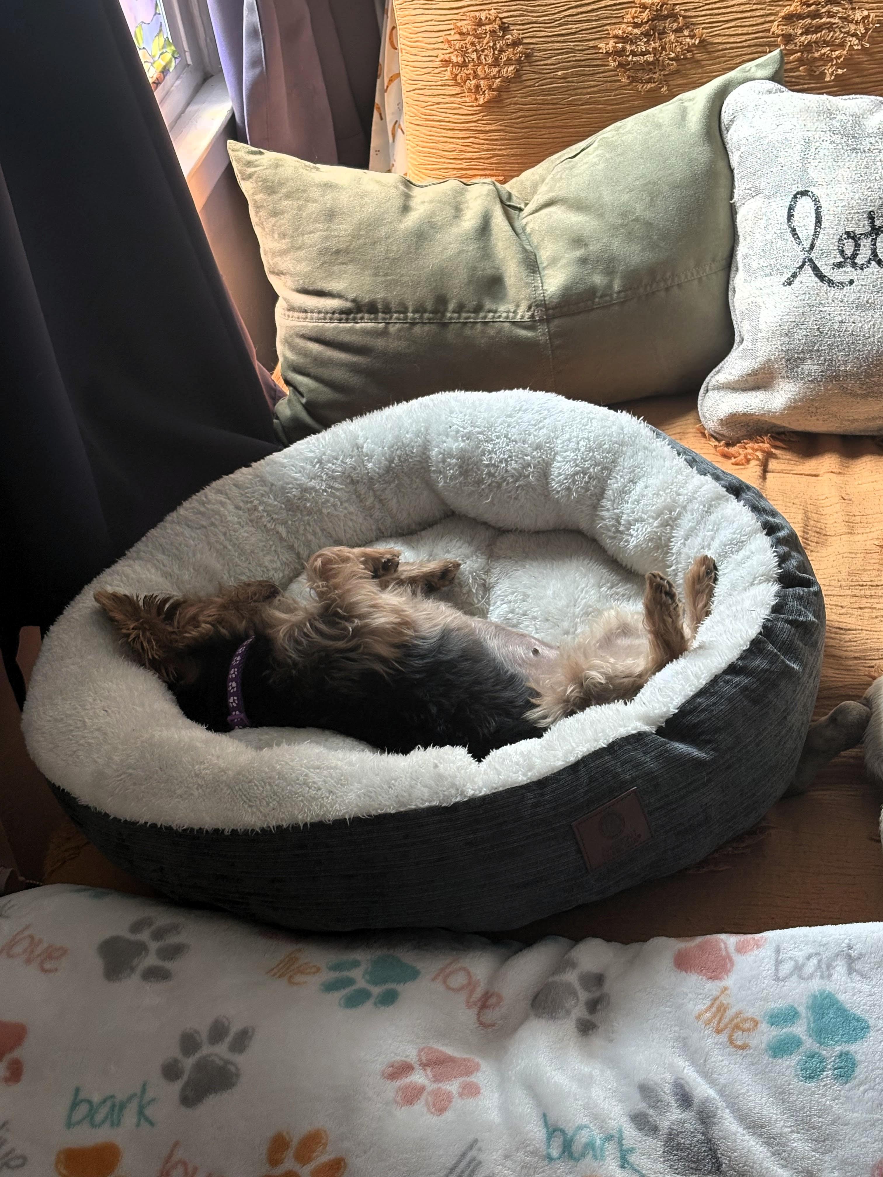 Scarlett, a ADOPTABLE Yorkshire Terrier in Salt Lake City, UT image 4/5