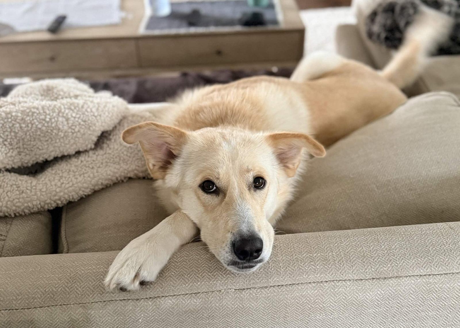Chelsea, Adoptable, Young Female Labrador Retriever & Collie.