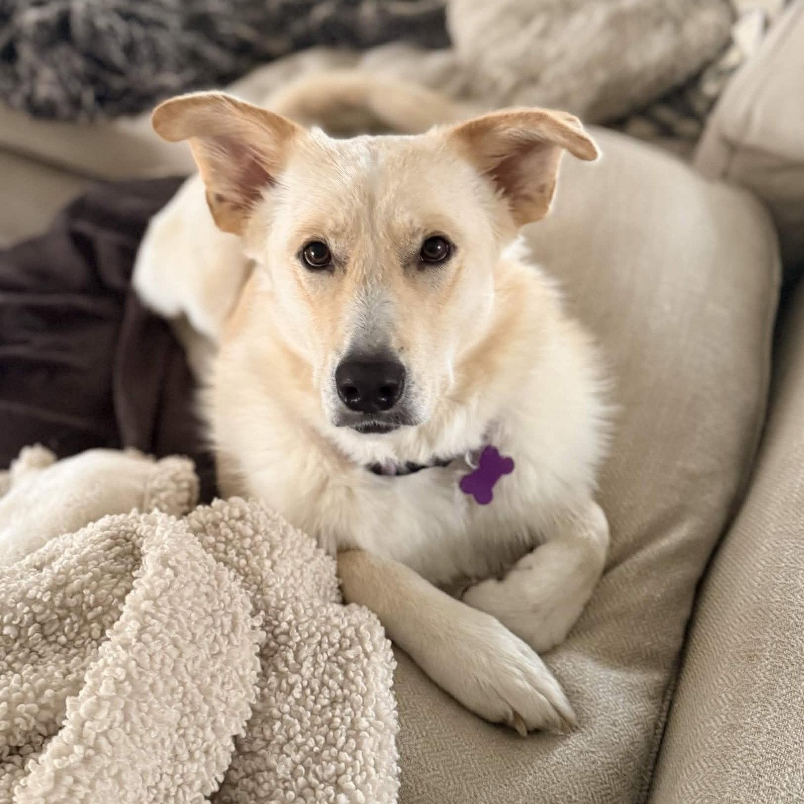 Enlarge Chelsea, a Adoptable mixed breed in Fort Worth, TX image 2/3