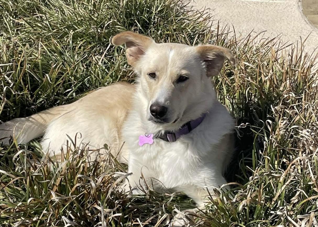 Enlarge Chelsea, a Adoptable mixed breed in Fort Worth, TX image 1/3