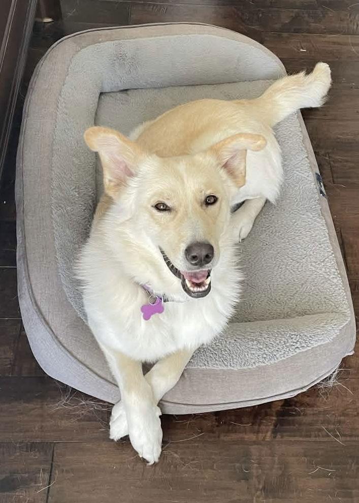 Chelsea, a Adoptable mixed breed in Fort Worth, TX image 2/3