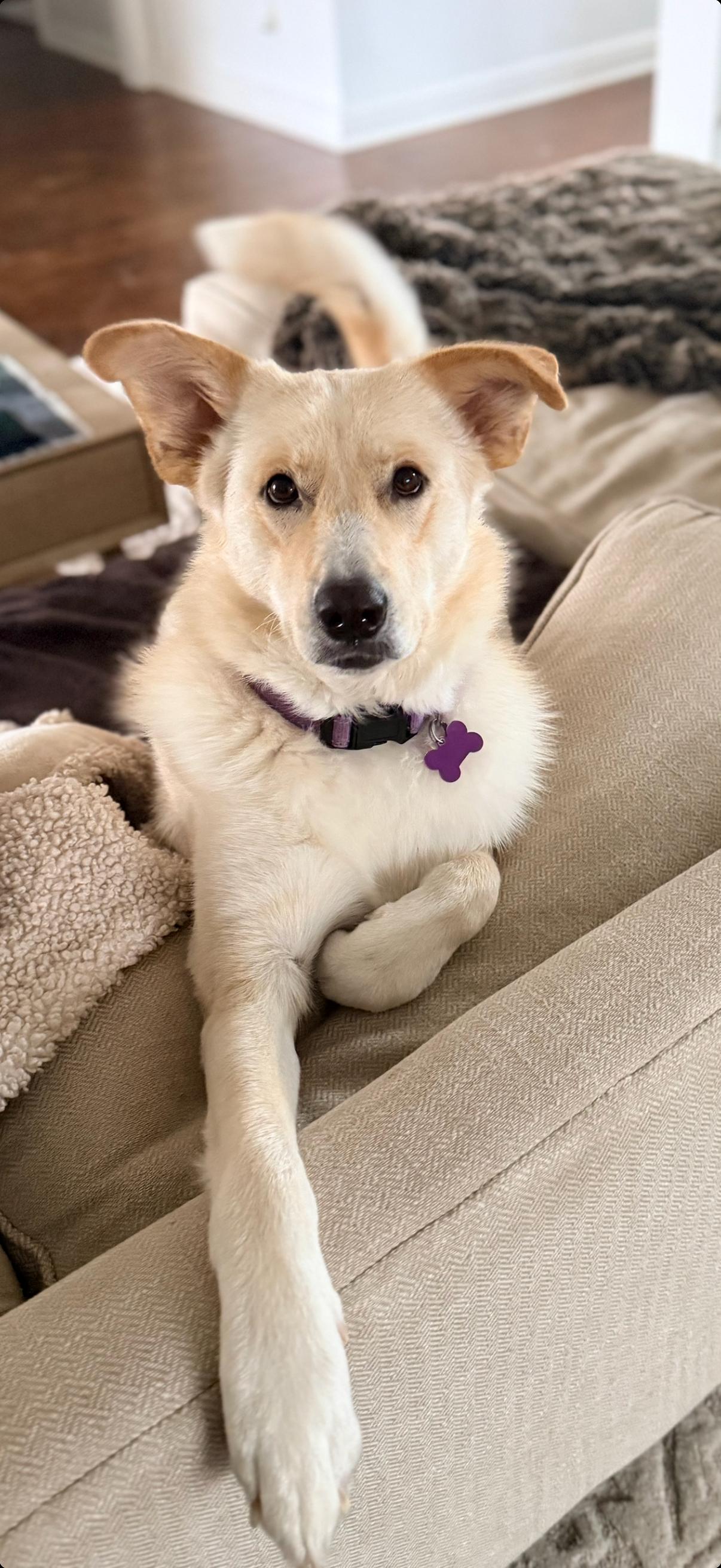 Enlarge Chelsea, a Adoptable mixed breed in Fort Worth, TX image 3/3