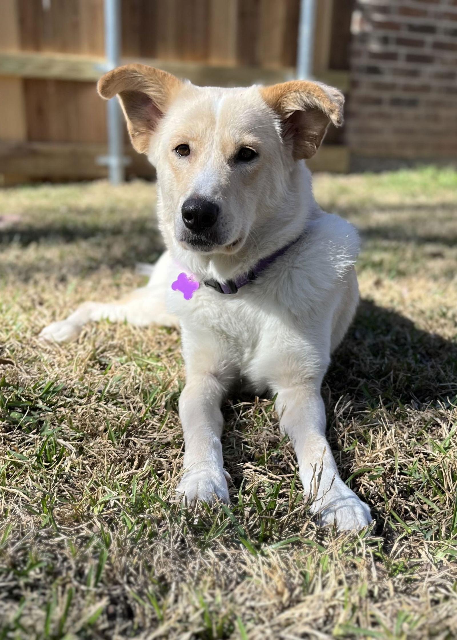 Enlarge Chelsea, a Adoptable mixed breed in Fort Worth, TX image 2/3