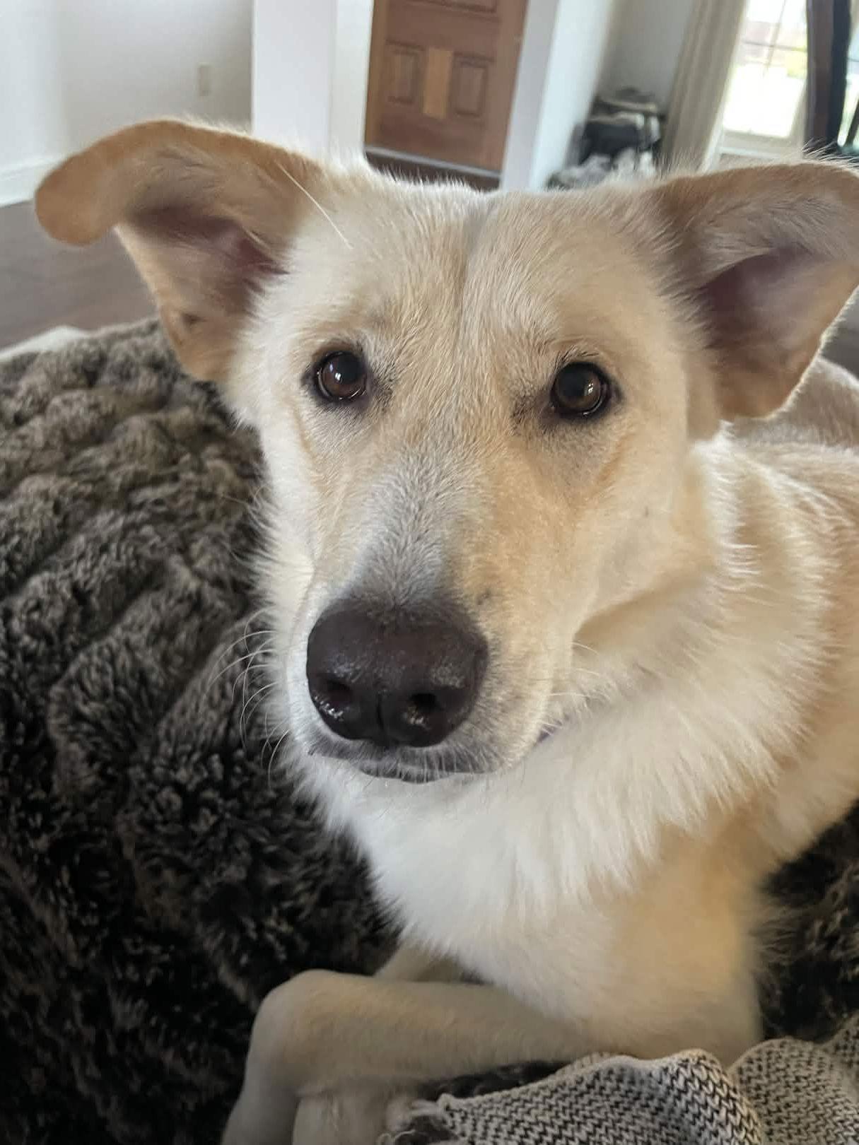 Enlarge Chelsea, a Adoptable mixed breed in Fort Worth, TX image 3/3