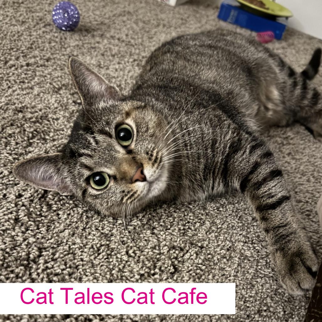 Chipi, Adoptable, Young Female Domestic Short Hair.