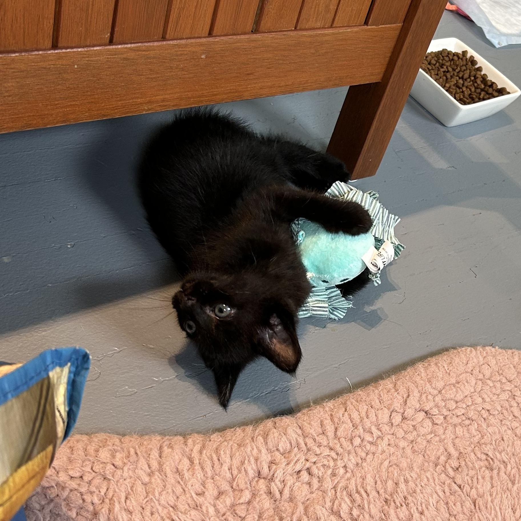 Nibbles, adopted, Kitten Female Domestic Short Hair.