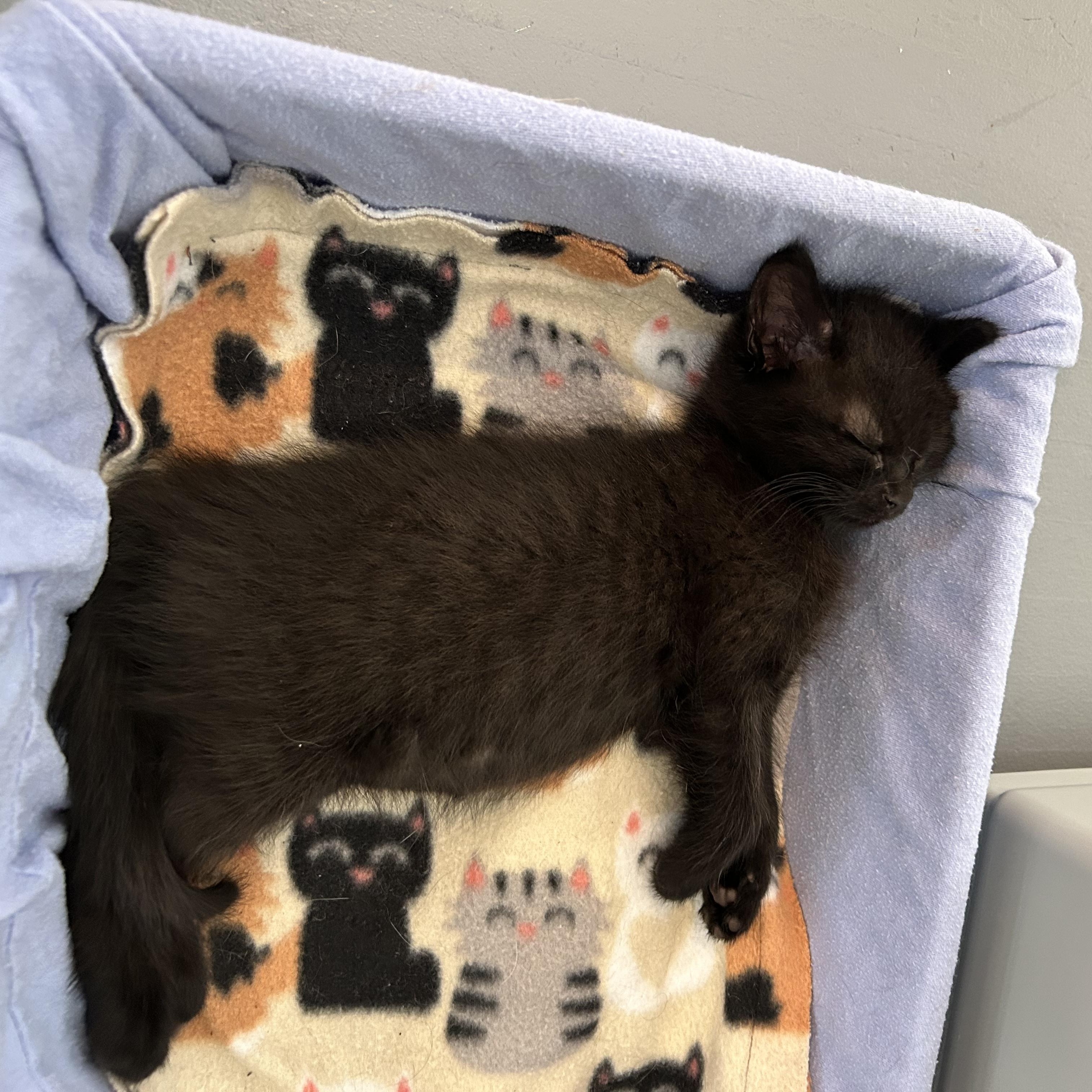 Enlarge Nibbles, an adopted Domestic Short Hair in Brockport, NY image 2/2