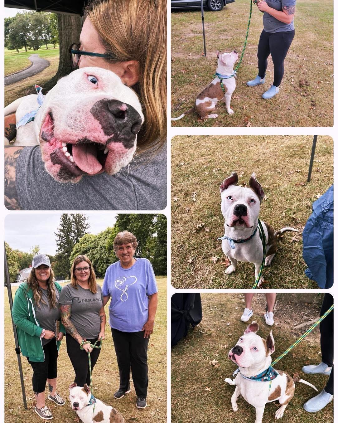 Tug, Adoptable, Young Male Pit Bull Terrier.