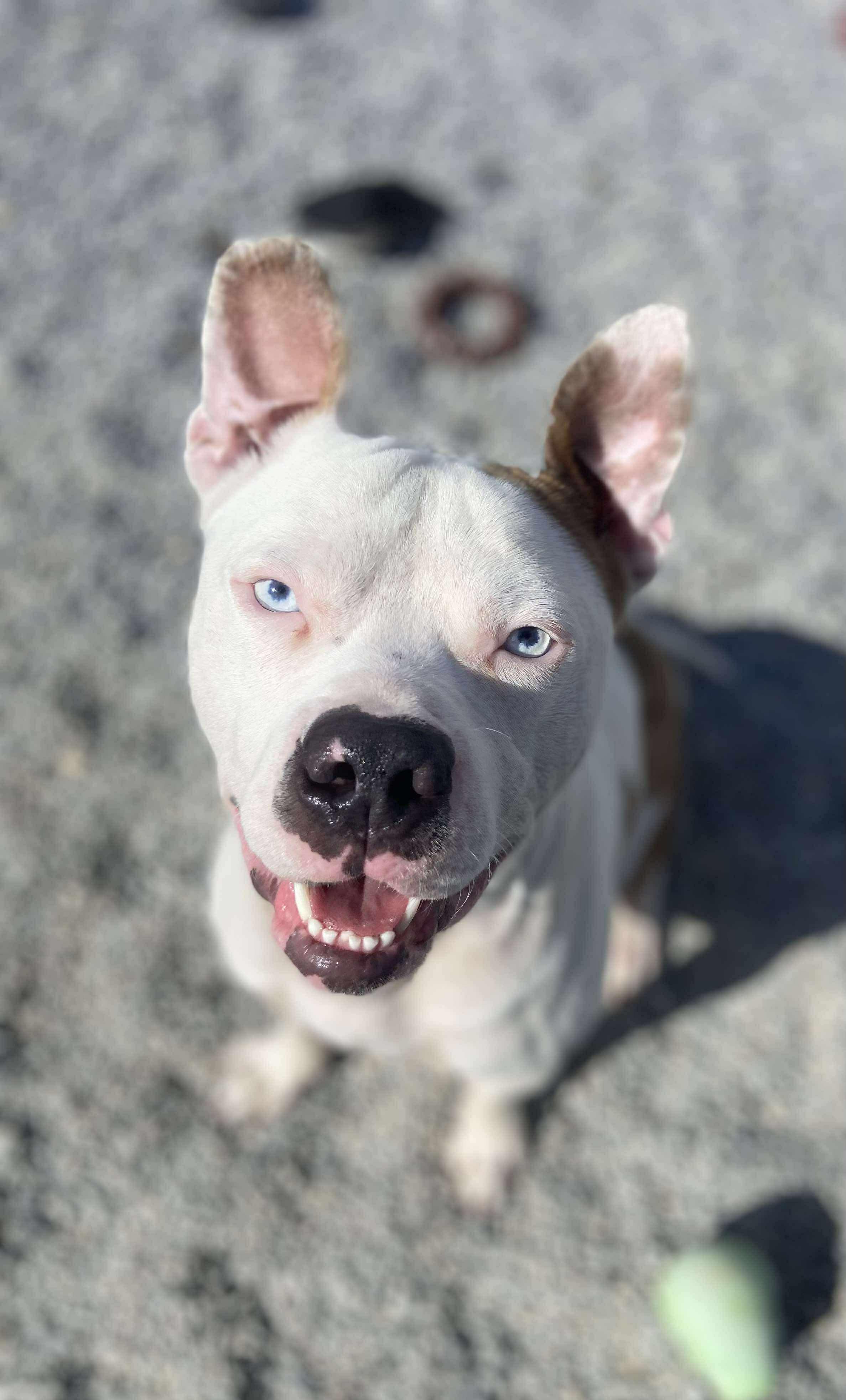 Enlarge Tug, a Adoptable mixed breed in Mechanicsburg, PA image 3/5