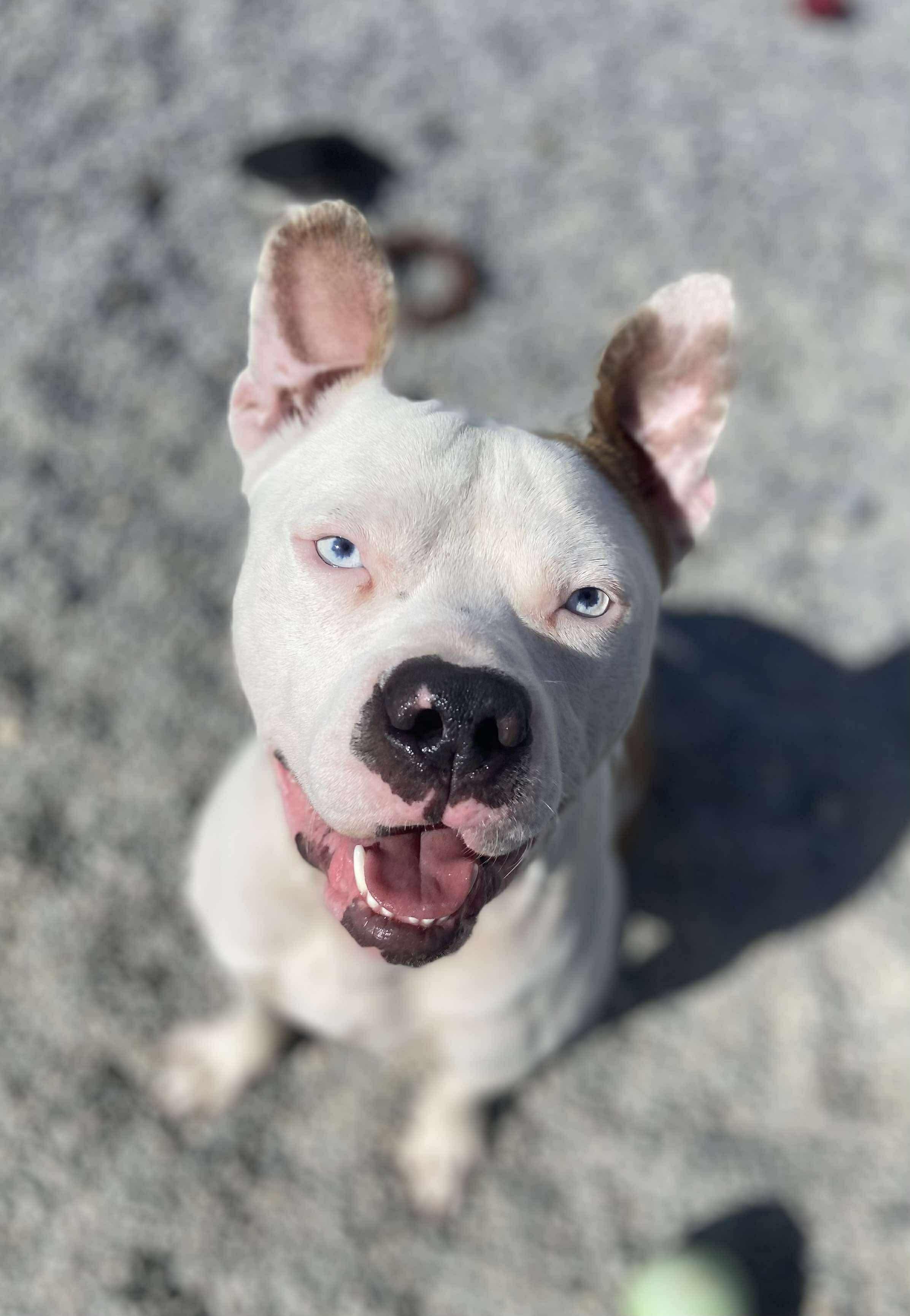 Enlarge Tug, a Adoptable mixed breed in Mechanicsburg, PA image 4/5