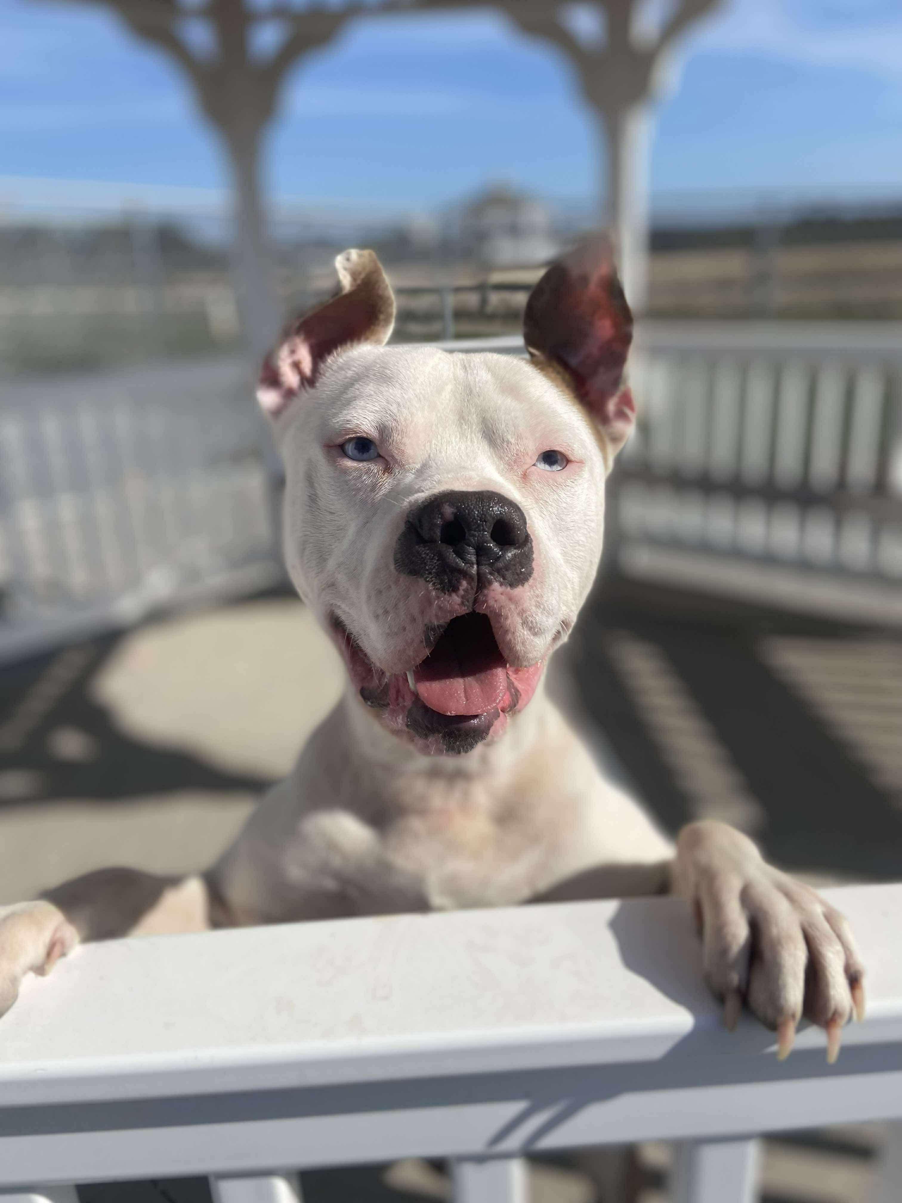 Enlarge Tug, a Adoptable mixed breed in Mechanicsburg, PA image 5/5