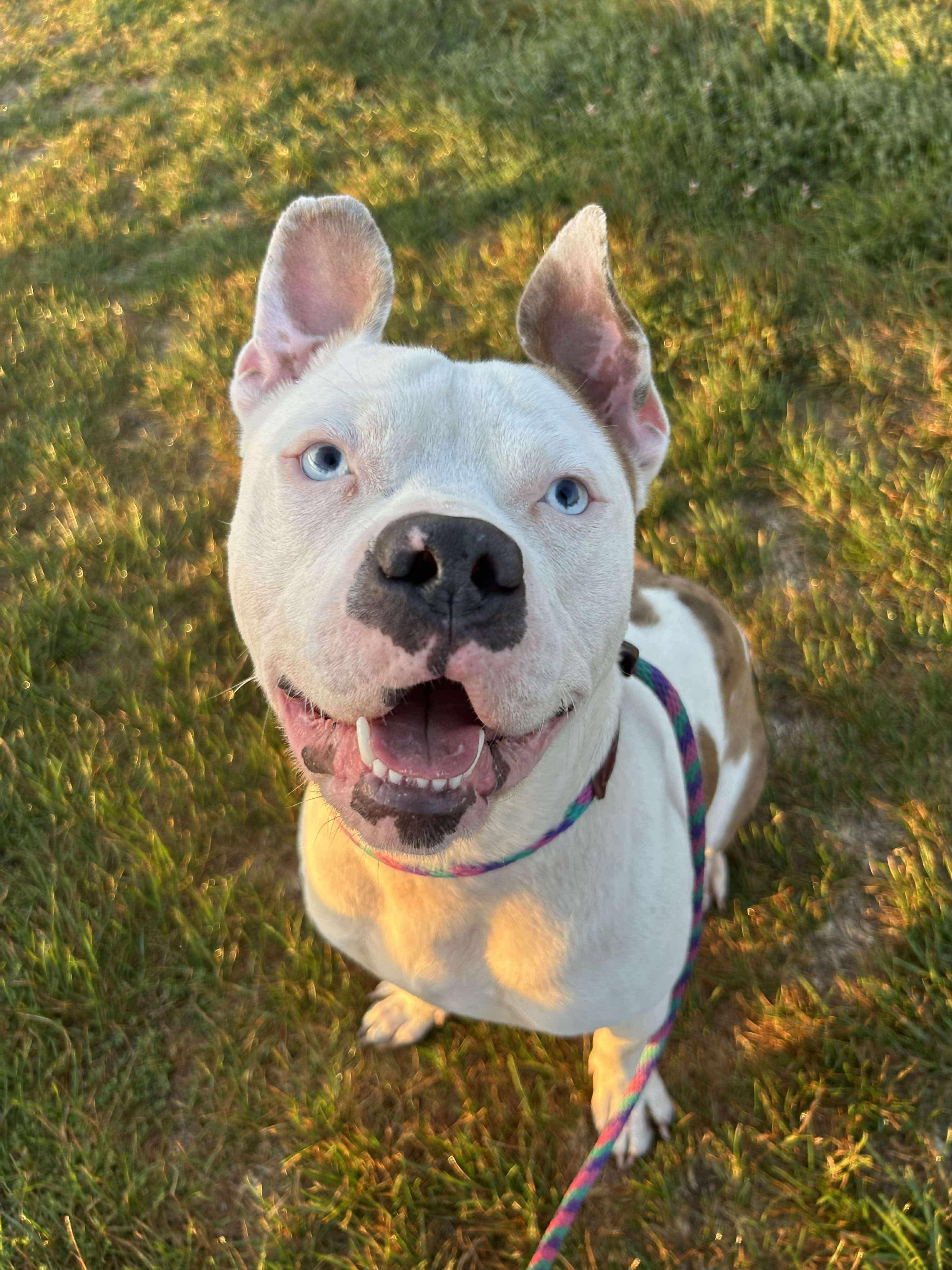 Tug, Adoptable, Young Male Pit Bull Terrier.