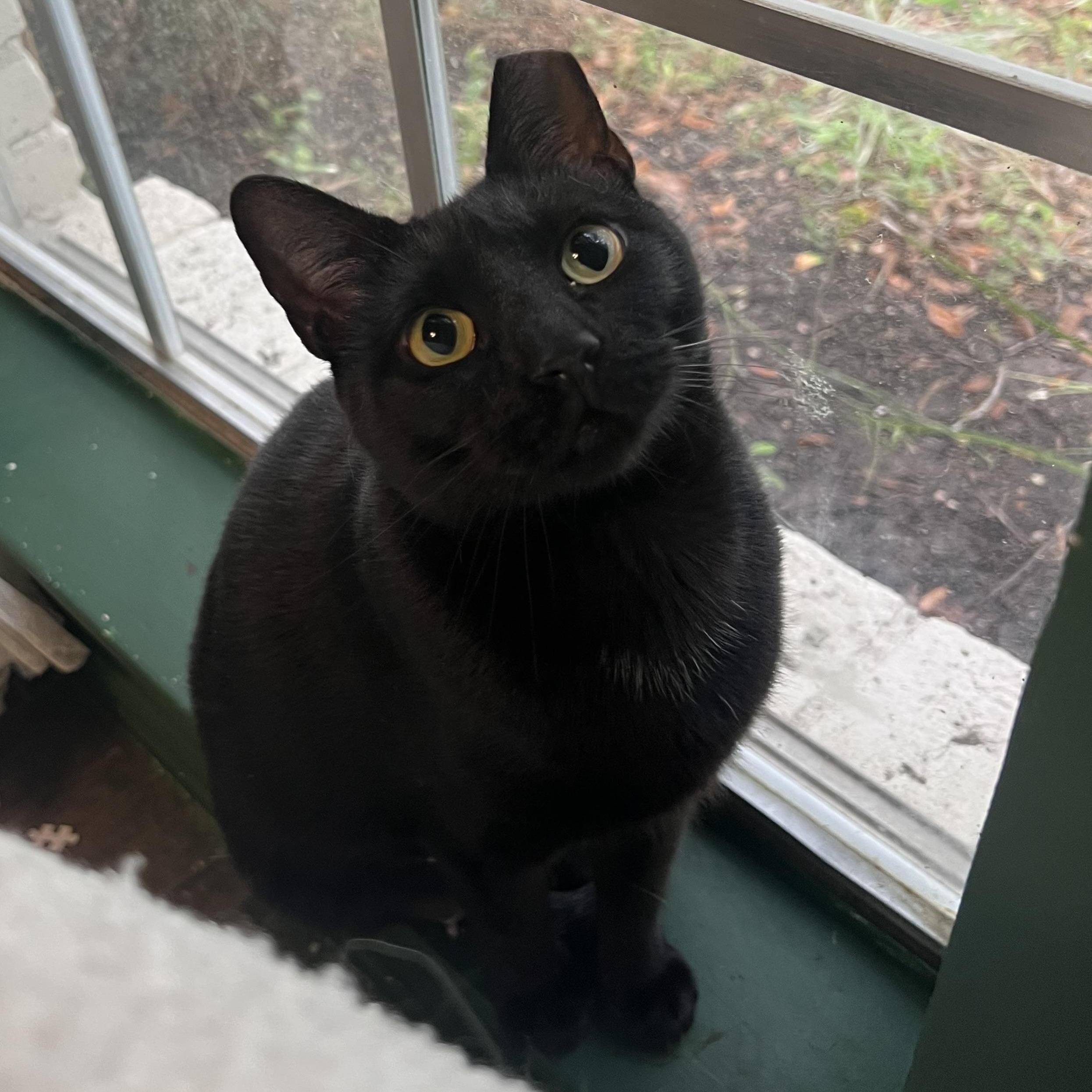 Tofu, a Adoptable mixed breed in Bellingham, WA image 3/5