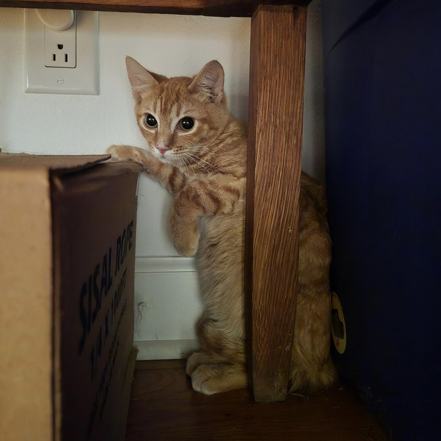 Link, adopted, Kitten Male Tabby.