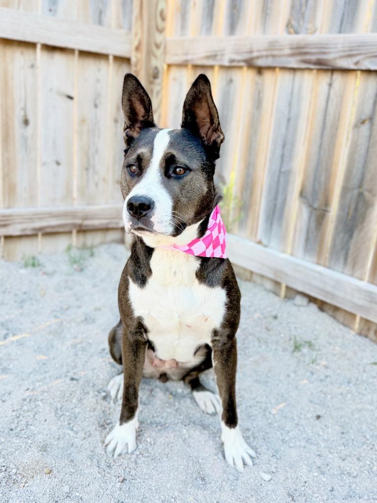 Luna2, Adoptable, Young Female Mixed Breed.