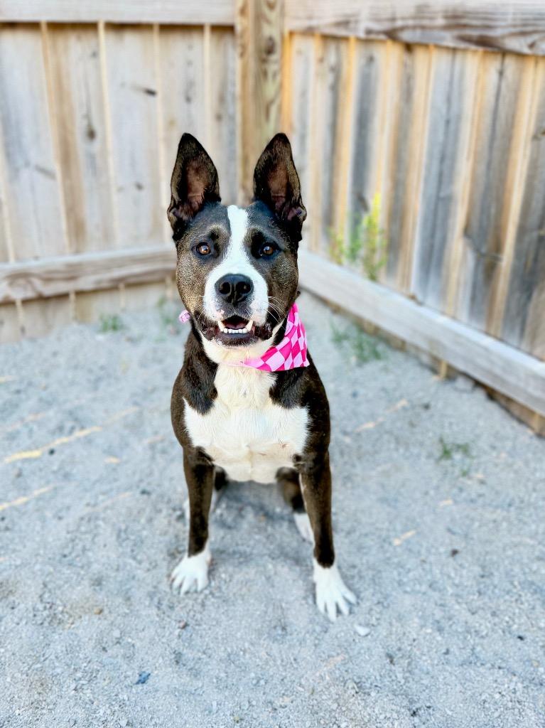 Enlarge Luna2, a Adoptable Mixed Breed in Muskegon, MI image 2/2