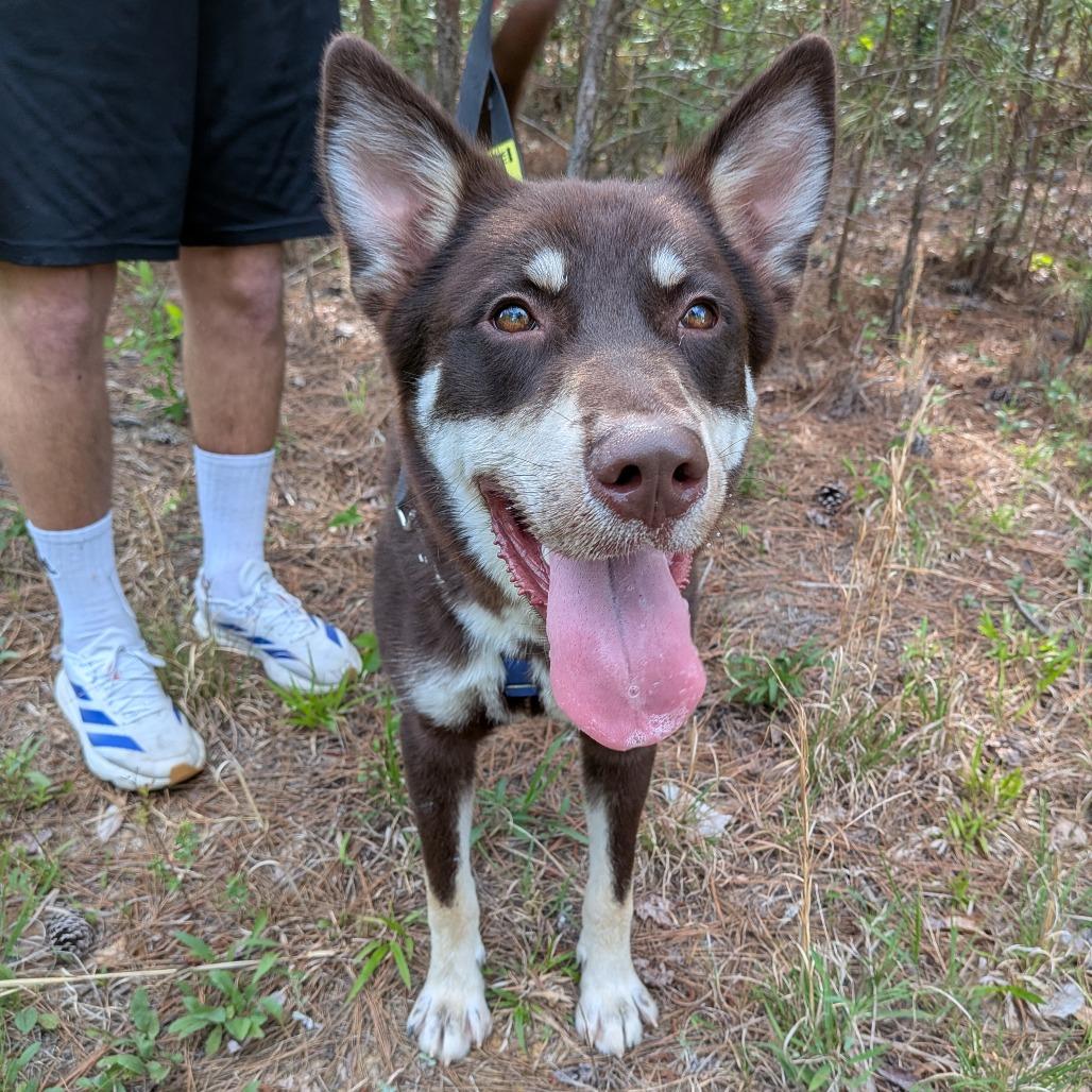 Enlarge Mendel, a Adoptable mixed breed in Wake Forest, NC image 1/6