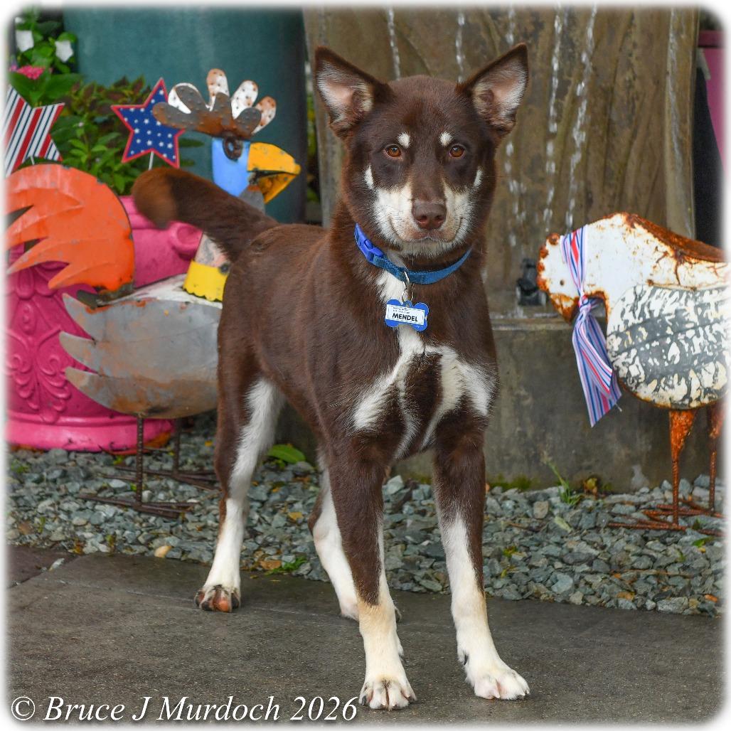 Enlarge Mendel, a Adoptable mixed breed in Wake Forest, NC image 3/6
