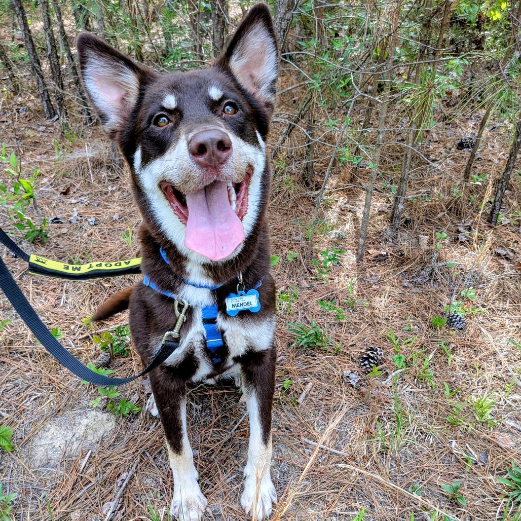 Enlarge Mendel, a Adoptable mixed breed in Wake Forest, NC image 4/6