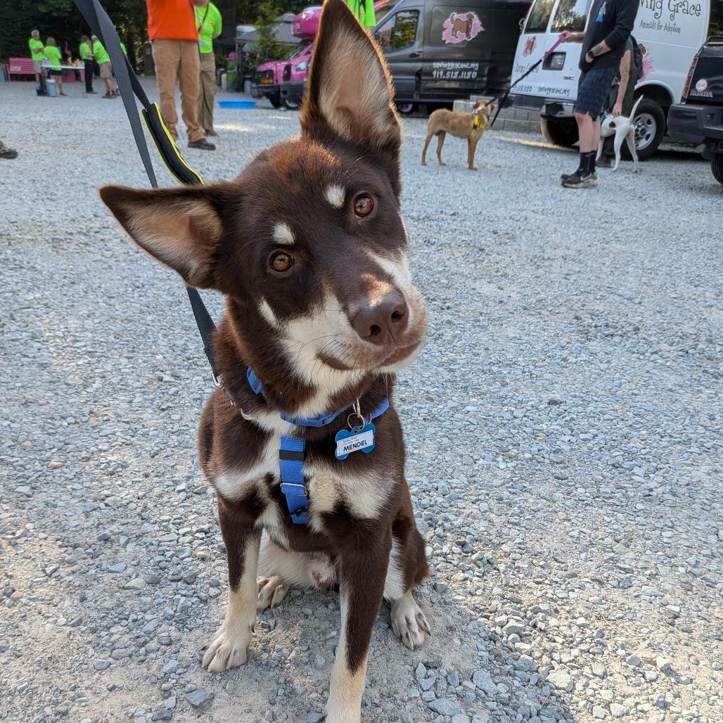 Enlarge Mendel, a Adoptable mixed breed in Wake Forest, NC image 5/6