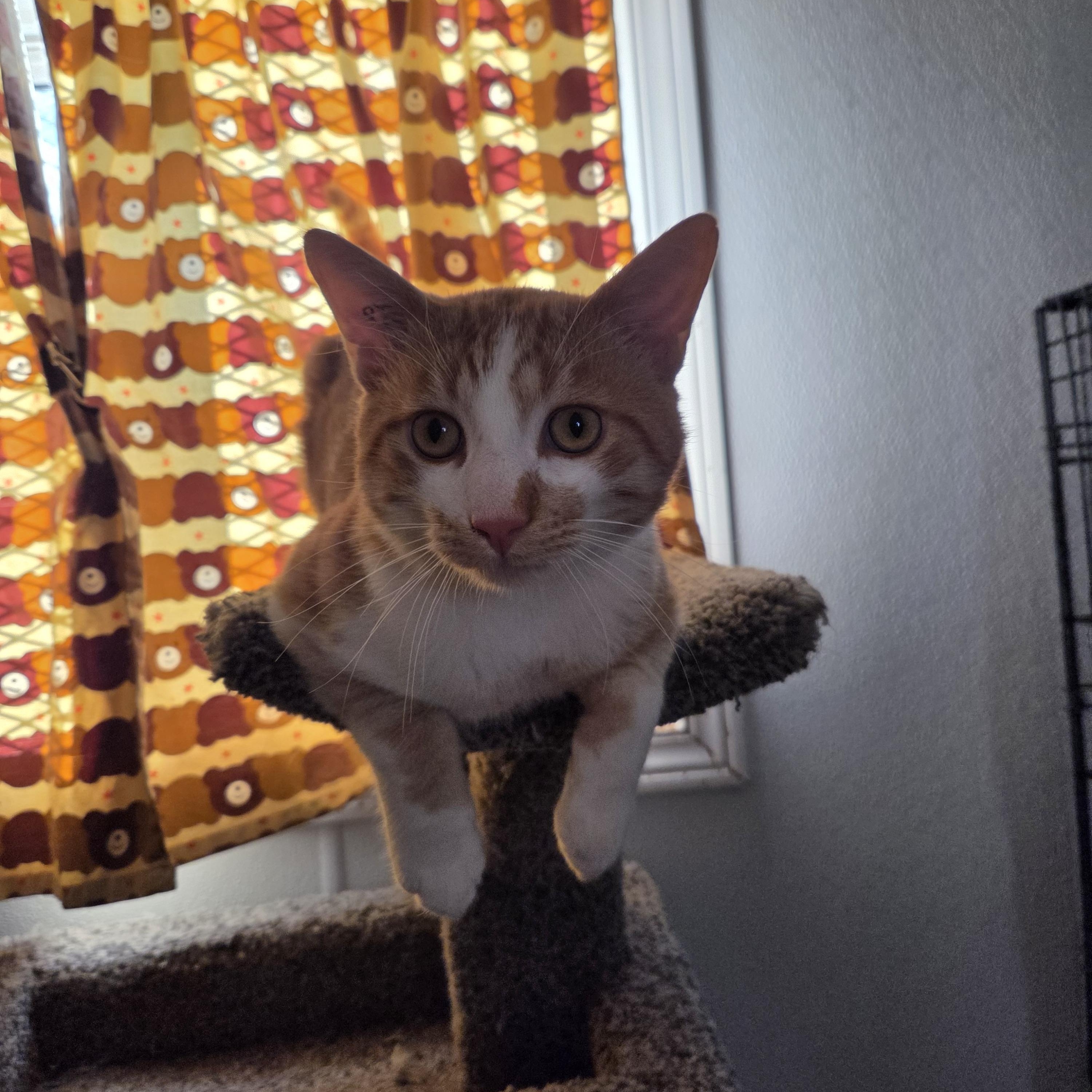 Enlarge Frankie, a Adoption Pending mixed breed in Claresholm, AB image 2/2