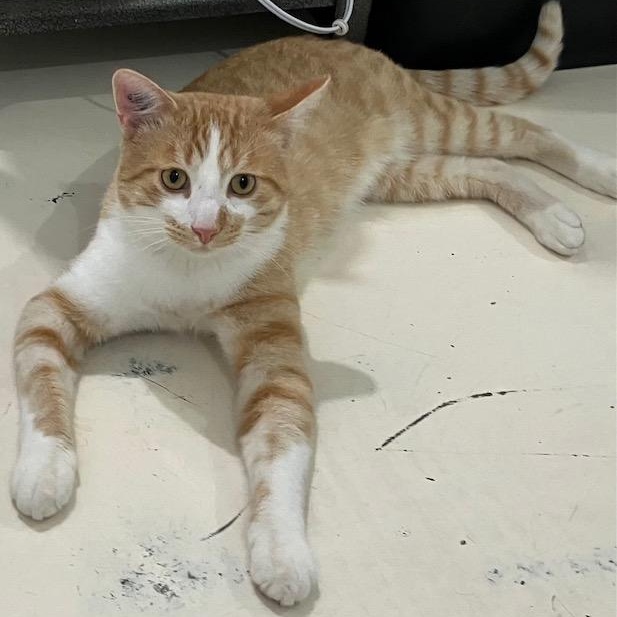 Frankie, Adoptable, Young Male Domestic Short Hair.