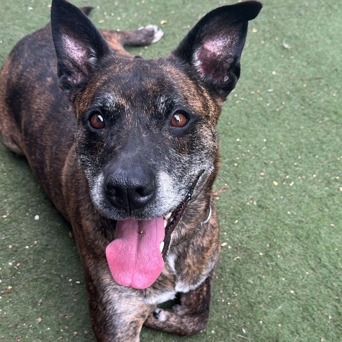 Summer, a Adoptable mixed breed in Staten island, NY image 2/6