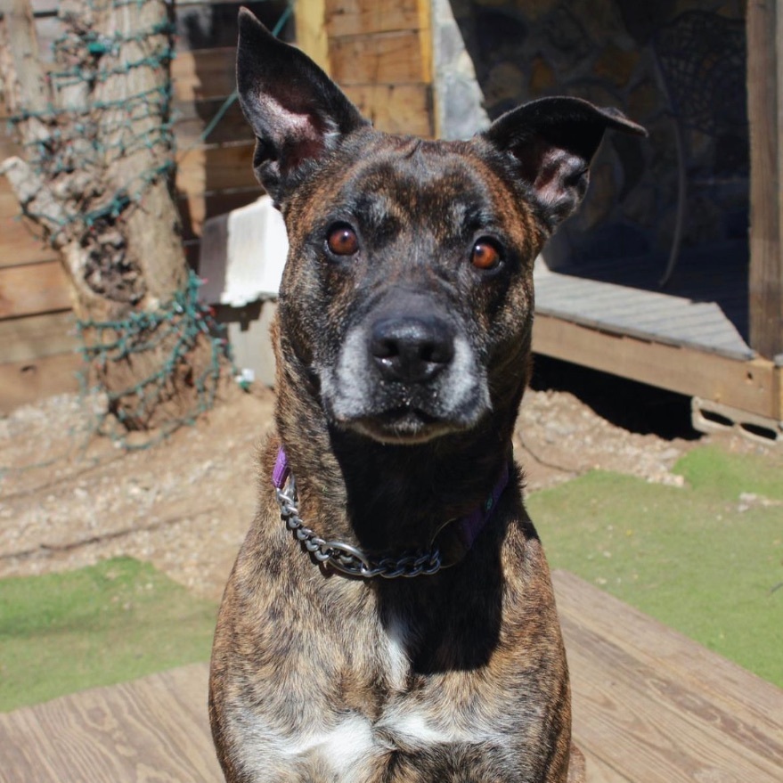 Summer, a Adoptable mixed breed in Staten island, NY image 4/6