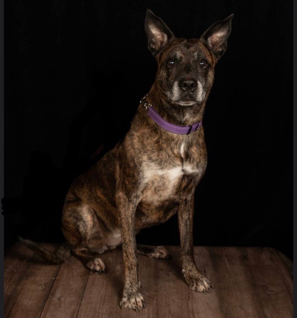 Summer, a Adoptable mixed breed in Staten island, NY image 5/6