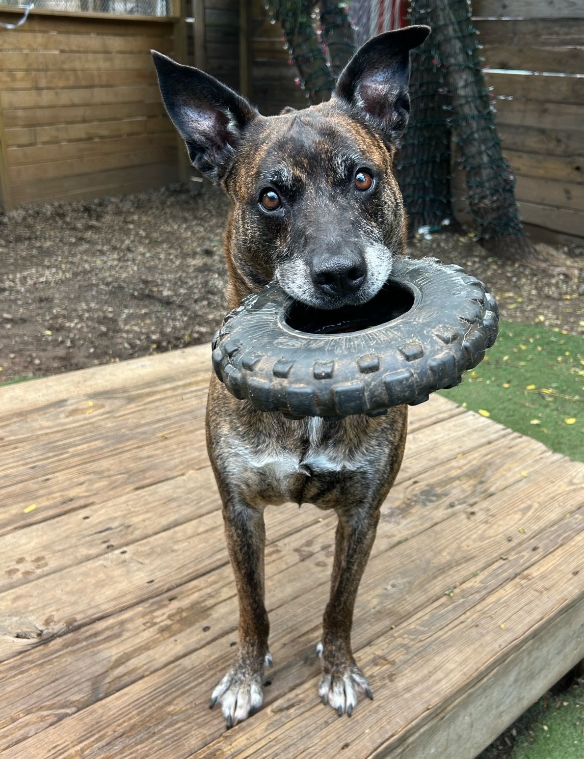 Summer, a Adoptable mixed breed in Staten island, NY image 6/6