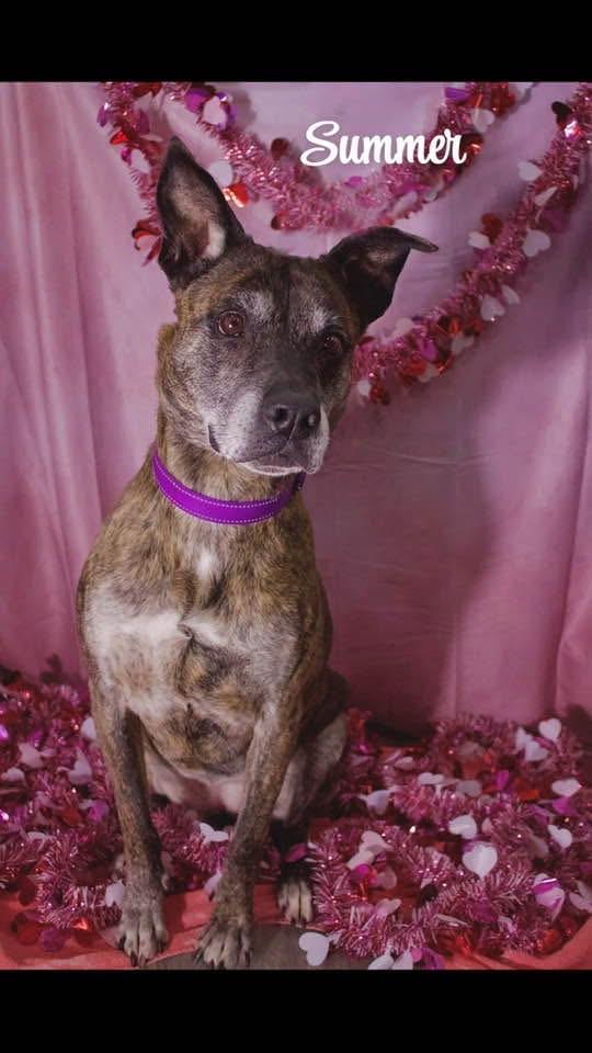 Summer, a Adoptable mixed breed in Staten island, NY image 1/6