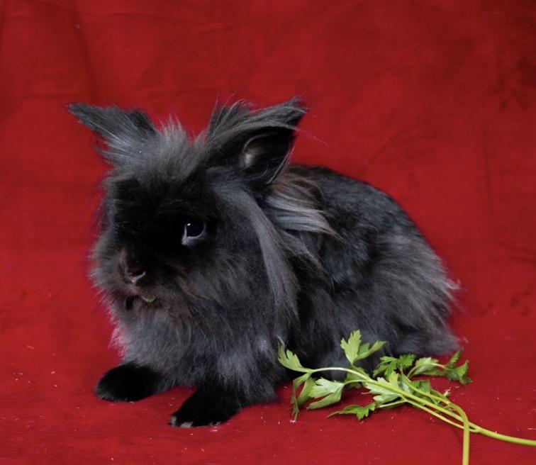 Waffle Iron, ADOPTABLE, Adult Male Lionhead.