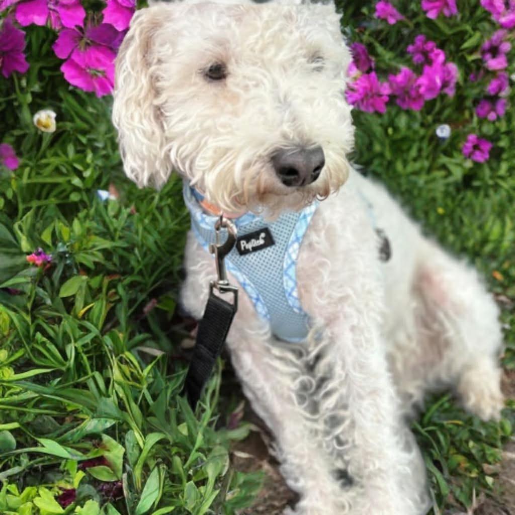 Brutus, a Adoptable Poodle in Phoenix, AZ image 1/3