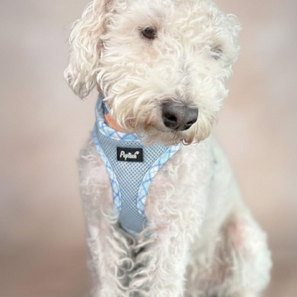Brutus, a Adoptable Poodle in Phoenix, AZ image 2/3