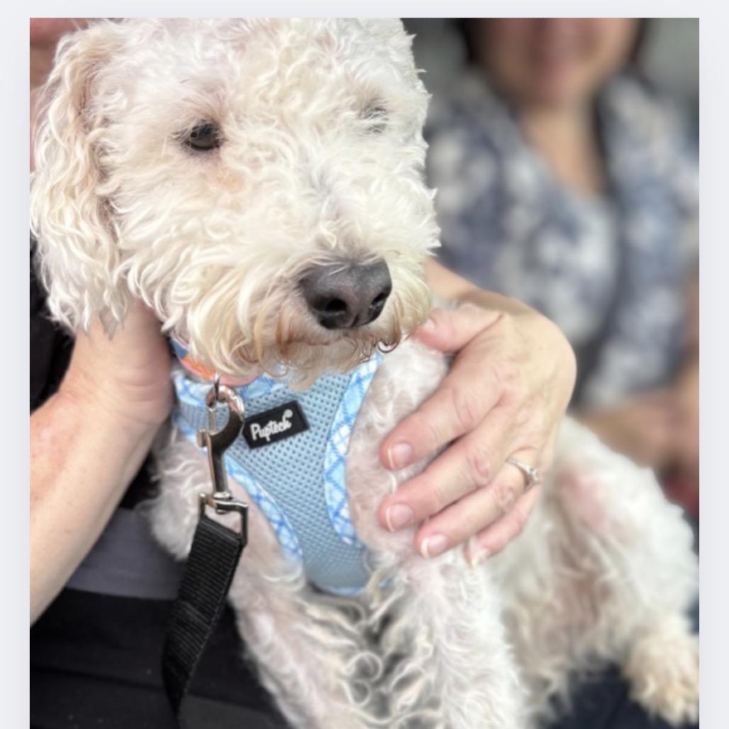 Enlarge Brutus, a Adoptable Poodle in Phoenix, AZ image 1/1