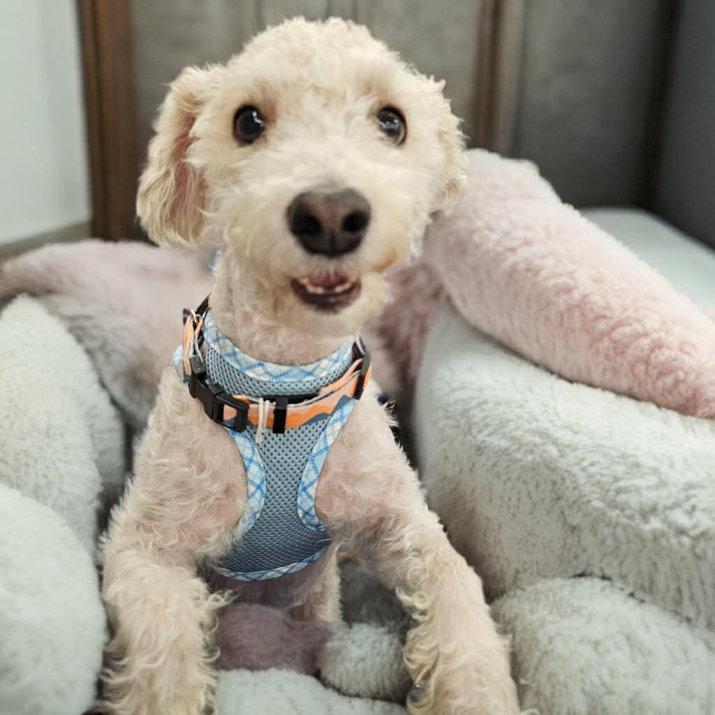 Brutus, a Adoptable Poodle in Phoenix, AZ image 3/3