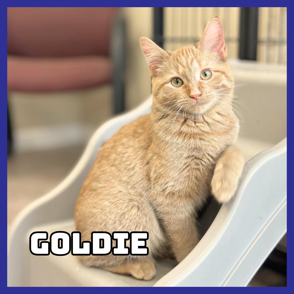 Goldie, Adoptable, Kitten Female Domestic Short Hair.